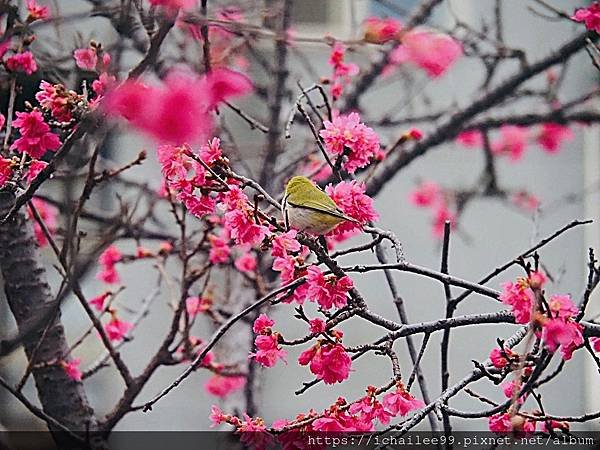 《🌸**櫻花**鳥🌸》#寒流中的櫻花 #蜜食補充體力的小綠綠