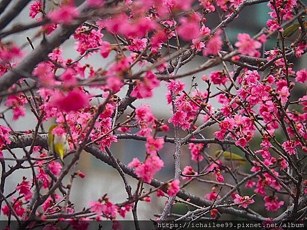 《🌸**櫻花**鳥🌸》#寒流中的櫻花 #蜜食補充體力的小綠綠