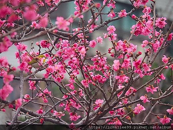 《🌸**櫻花**鳥🌸》#寒流中的櫻花 #蜜食補充體力的小綠綠