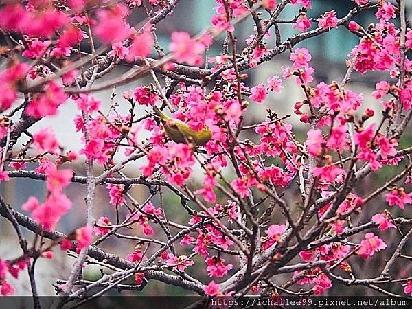 《🌸**櫻花**鳥🌸》#寒流中的櫻花 #蜜食補充體力的小綠綠