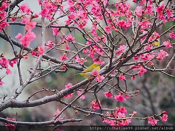 《🌸**櫻花**鳥🌸》#寒流中的櫻花 #蜜食補充體力的小綠綠