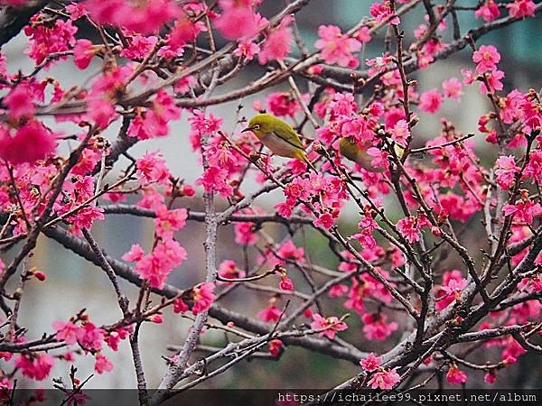 《🌸**櫻花**鳥🌸》#寒流中的櫻花 #蜜食補充體力的小綠綠