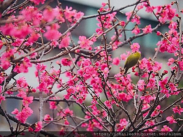 《🌸**櫻花**鳥🌸》#寒流中的櫻花 #蜜食補充體力的小綠綠