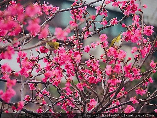 《🌸**櫻花**鳥🌸》#寒流中的櫻花 #蜜食補充體力的小綠綠