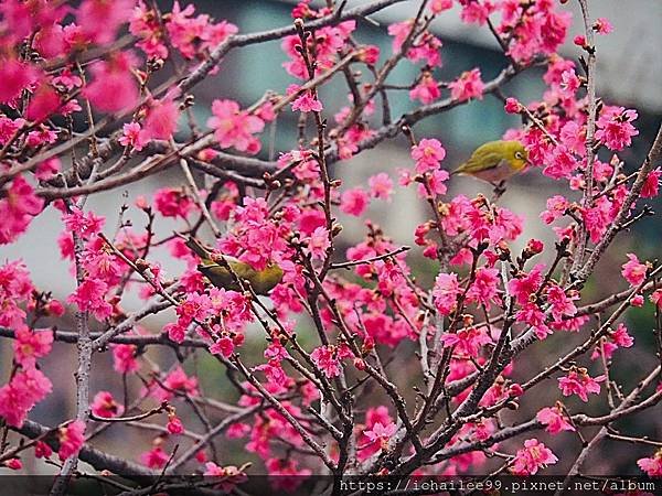 《🌸**櫻花**鳥🌸》#寒流中的櫻花 #蜜食補充體力的小綠綠