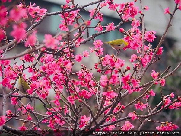 《🌸**櫻花**鳥🌸》#寒流中的櫻花 #蜜食補充體力的小綠綠