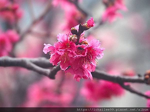 《🌸**櫻花**鳥🌸》#寒流中的櫻花 #蜜食補充體力的小綠綠