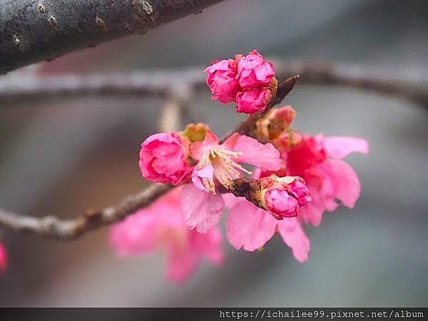 《🌸**櫻花**鳥🌸》#寒流中的櫻花 #蜜食補充體力的小綠綠