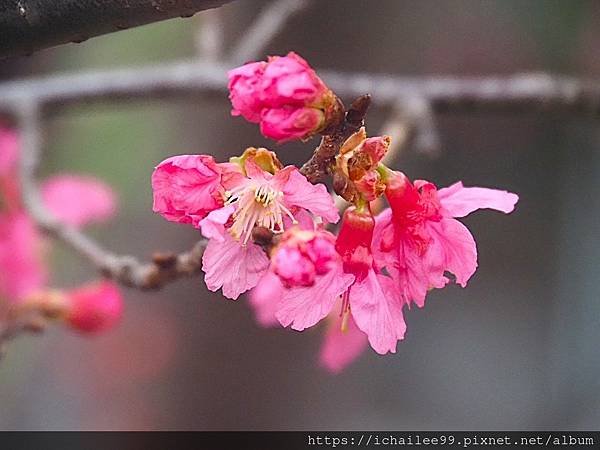 《🌸**櫻花**鳥🌸》#寒流中的櫻花 #蜜食補充體力的小綠綠