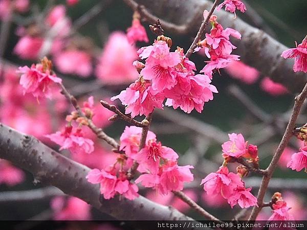 《🌸**櫻花**鳥🌸》#寒流中的櫻花 #蜜食補充體力的小綠綠