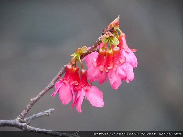 《🌸**櫻花**鳥🌸》#寒流中的櫻花 #蜜食補充體力的小綠綠