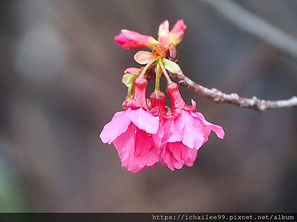 《🌸**櫻花**鳥🌸》#寒流中的櫻花 #蜜食補充體力的小綠綠