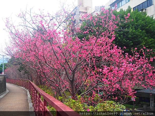 《🌸**櫻花**鳥🌸》#寒流中的櫻花 #蜜食補充體力的小綠綠