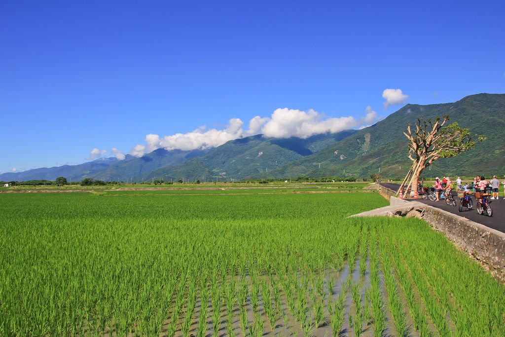 【台東景點】伯朗大道│金城武樹│天堂路│大坡池風景區。季節限