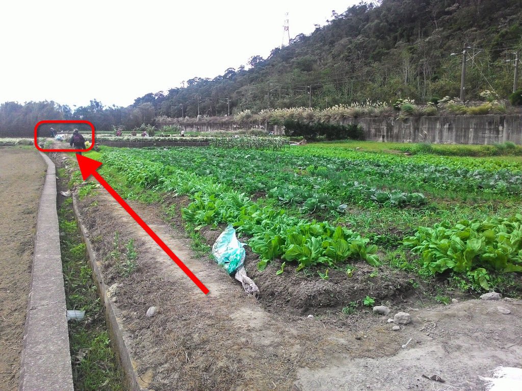 【苗栗景點】銅鑼九湖村賞杭菊│金黃、雪白色杭菊花海醉人景致│