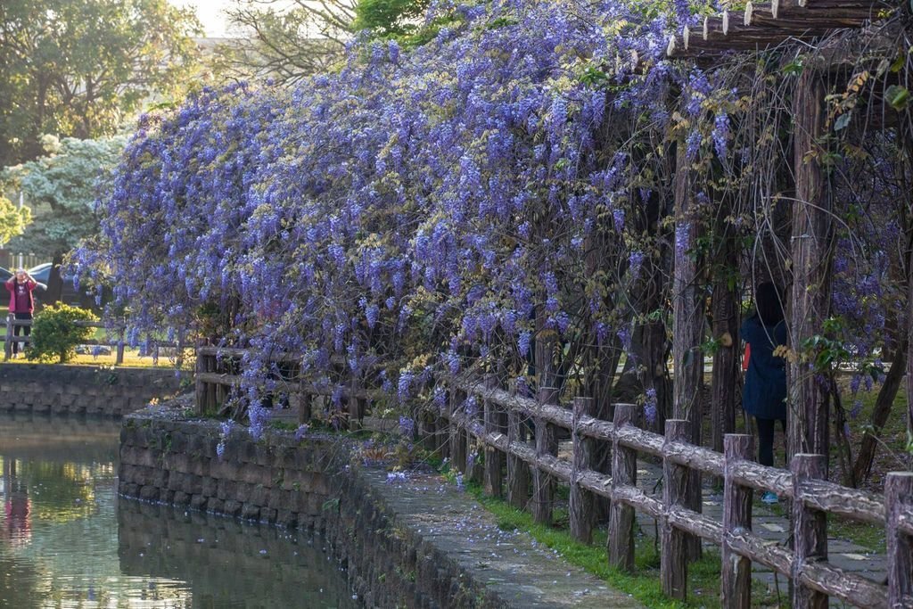 【新北景點】2024桃園龜山大湖公園‧紫藤即時花況│流蘇‧櫻