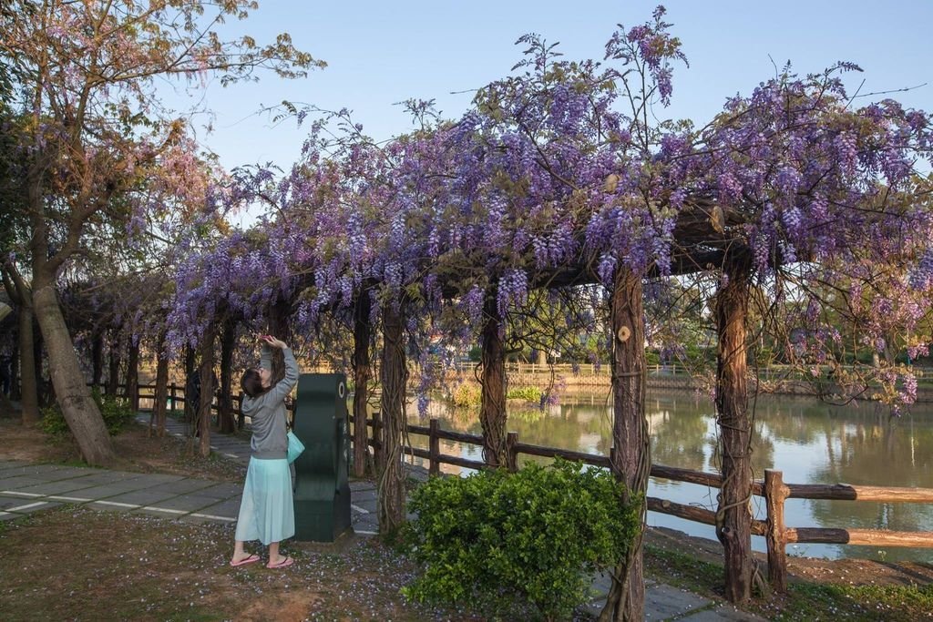 【新北景點】2024桃園龜山大湖公園‧紫藤即時花況│流蘇‧櫻