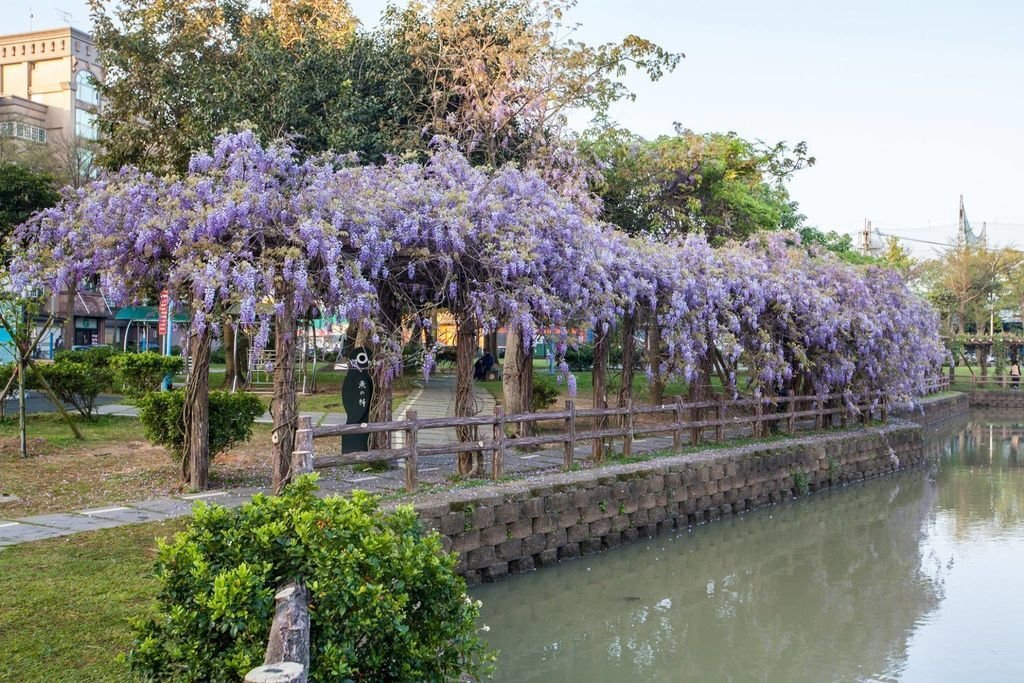 【新北景點】2024桃園龜山大湖公園‧紫藤即時花況│流蘇‧櫻