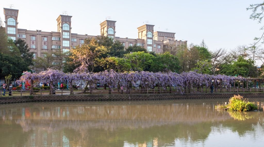 【新北景點】2024桃園龜山大湖公園‧紫藤即時花況│流蘇‧櫻