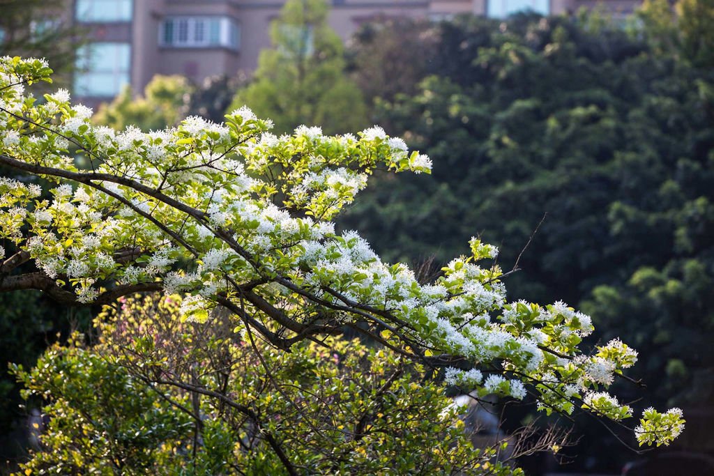 【新北景點】2024桃園龜山大湖公園‧紫藤即時花況│流蘇‧櫻