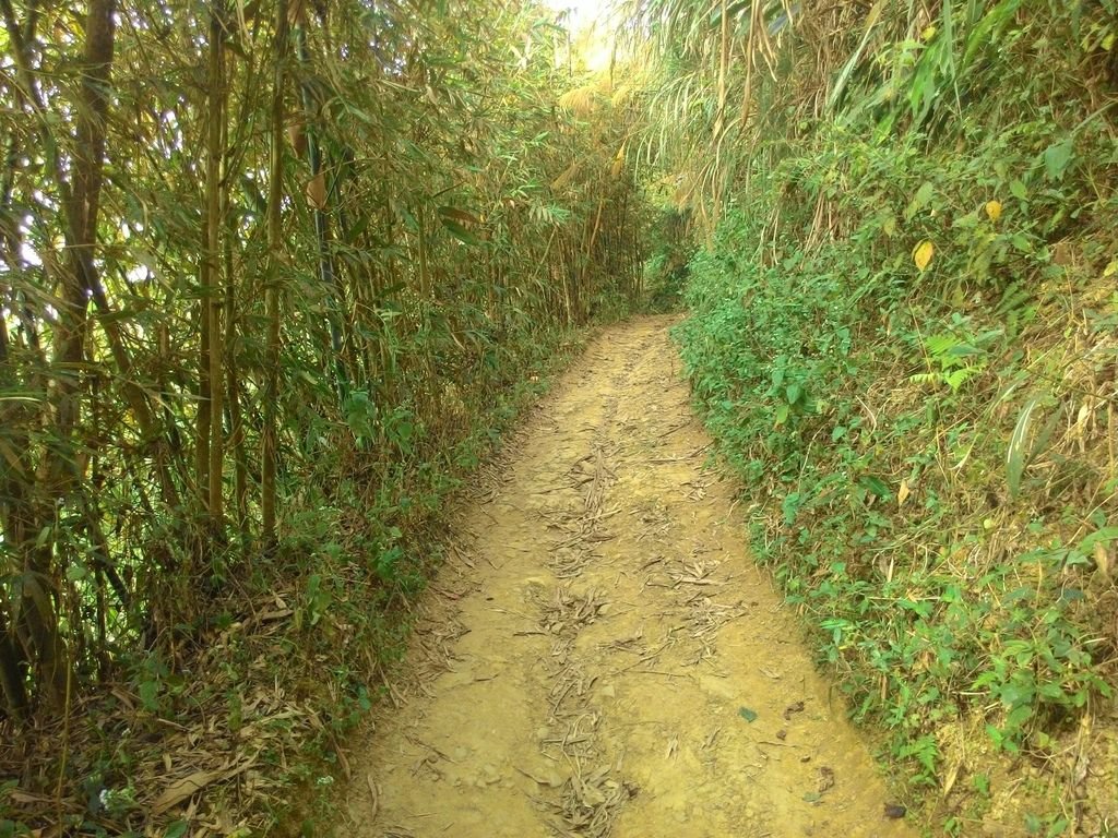 【嘉義景點】太平雲梯全台海拔最高最長的景觀吊橋│嘉義山區新地