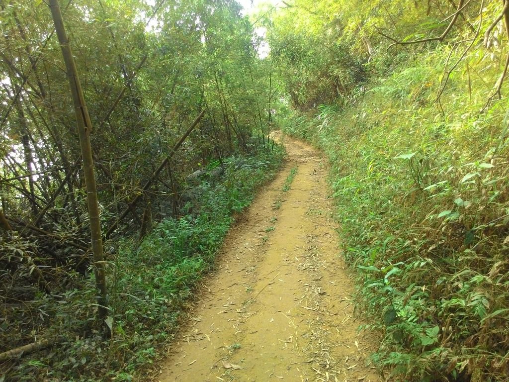 【嘉義景點】太平雲梯全台海拔最高最長的景觀吊橋│嘉義山區新地