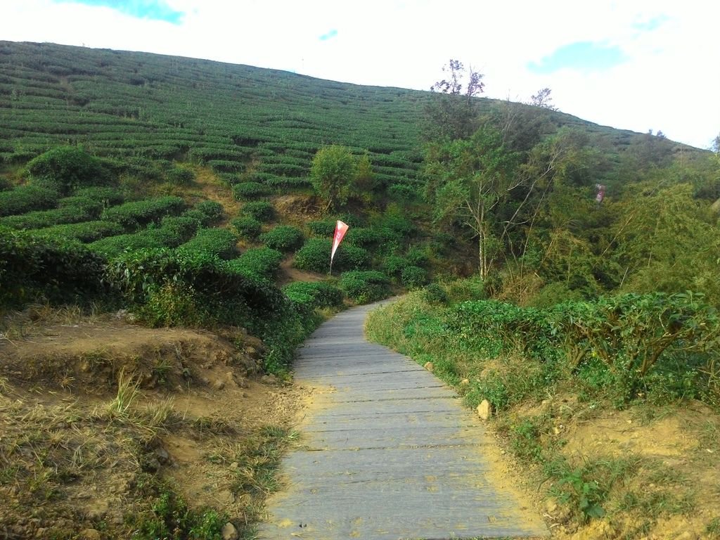 【嘉義景點】太平雲梯全台海拔最高最長的景觀吊橋│嘉義山區新地