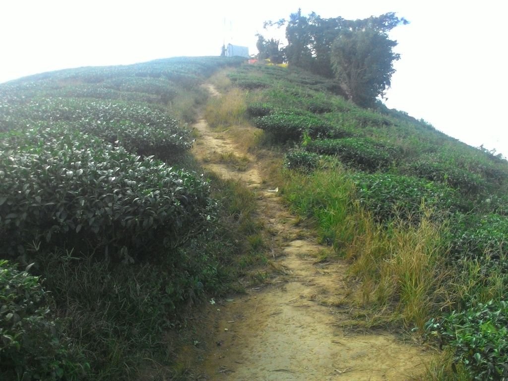 【嘉義景點】太平雲梯全台海拔最高最長的景觀吊橋│嘉義山區新地