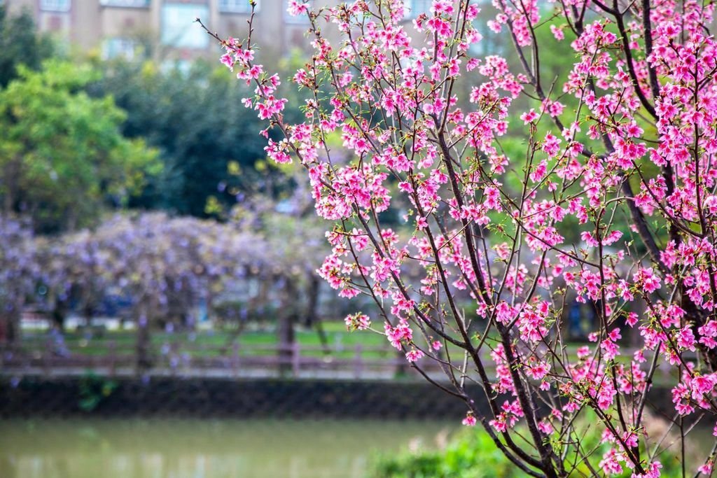 【新北景點】2024桃園龜山大湖公園‧紫藤即時花況│流蘇‧櫻