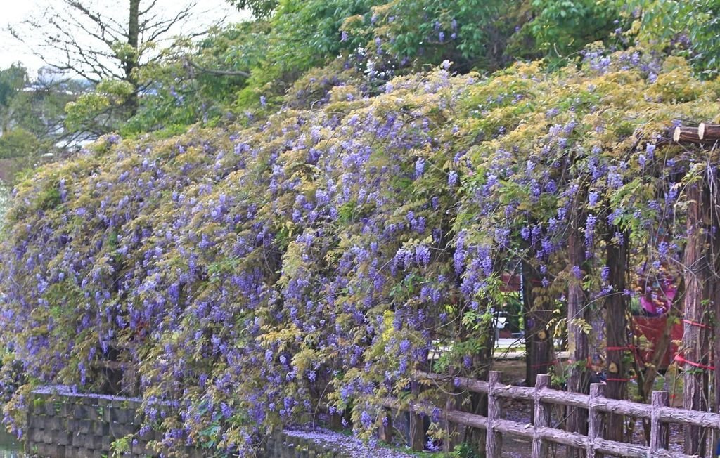 【新北景點】2024桃園龜山大湖公園‧紫藤即時花況│流蘇‧櫻