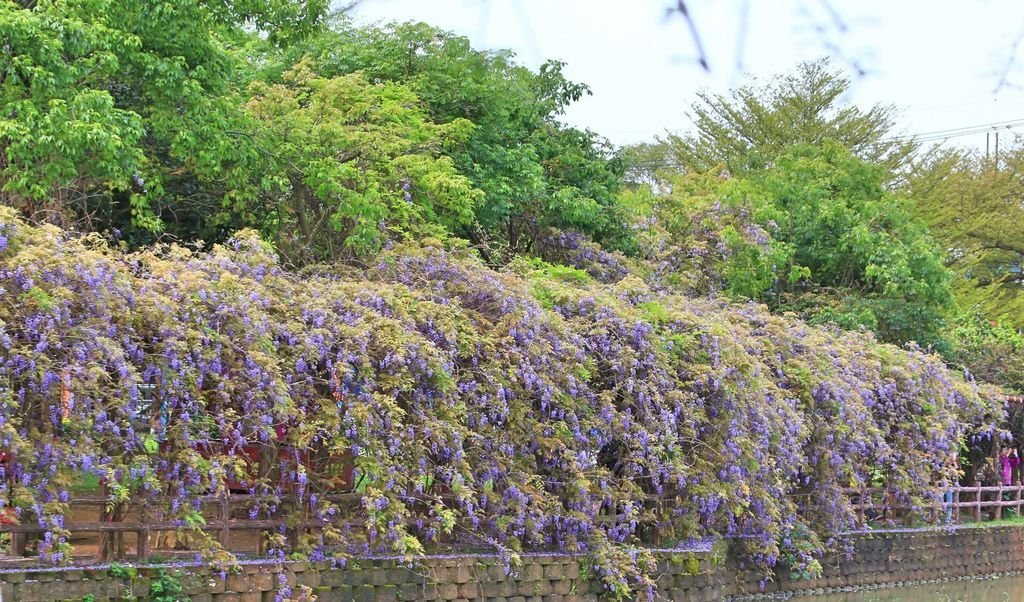 【新北景點】2024桃園龜山大湖公園‧紫藤即時花況│流蘇‧櫻