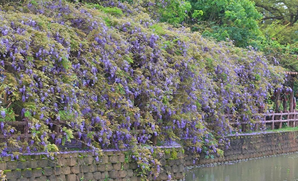 【新北景點】2024桃園龜山大湖公園‧紫藤即時花況│流蘇‧櫻