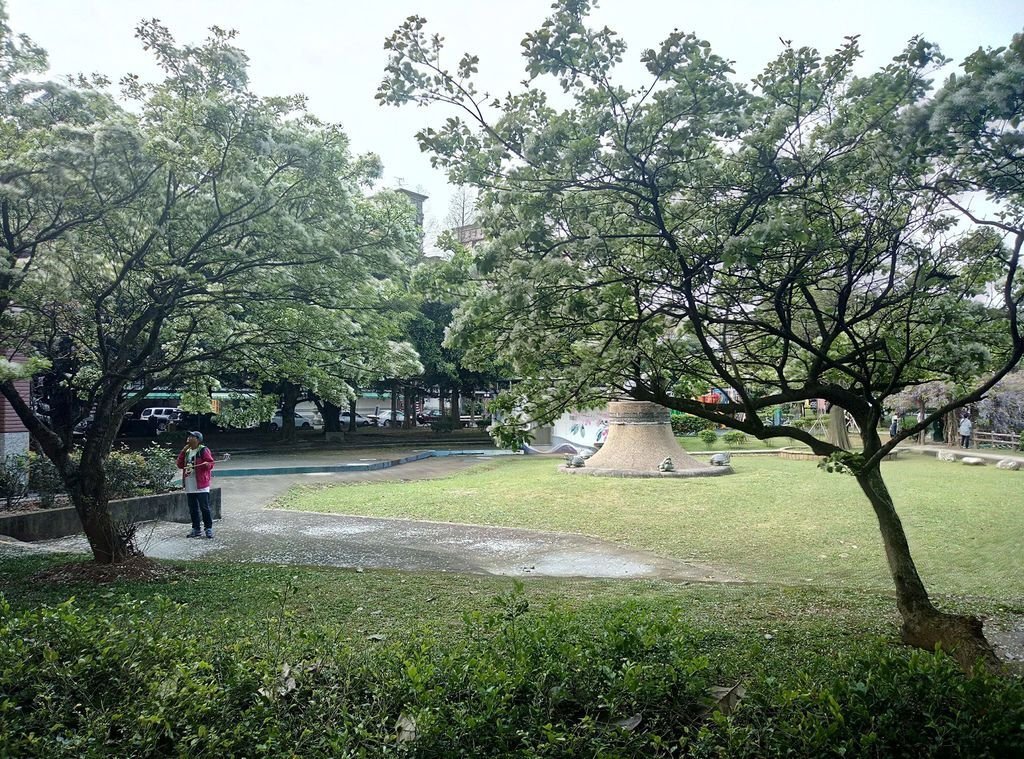 【新北景點】2024桃園龜山大湖公園‧紫藤即時花況│流蘇‧櫻