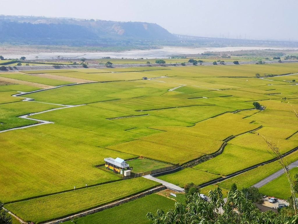 【台中景點】台中外埔忘憂谷‧大地拼布之金黃稻浪美景│季節限定