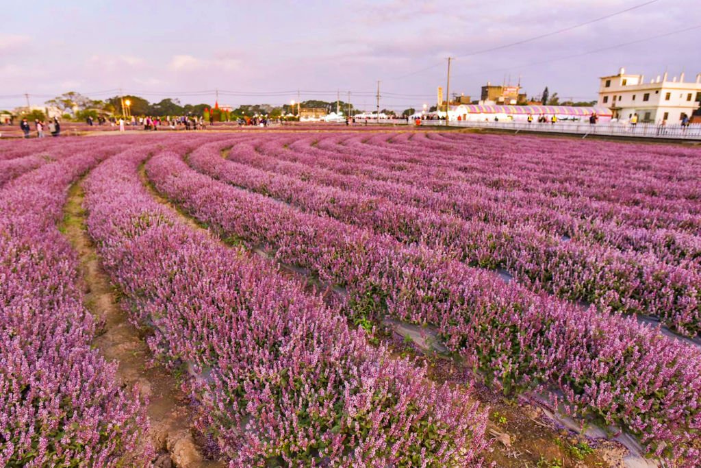 【桃園景點】2023關西仙草一分田‧仙草花節│楊梅仙草花節‧