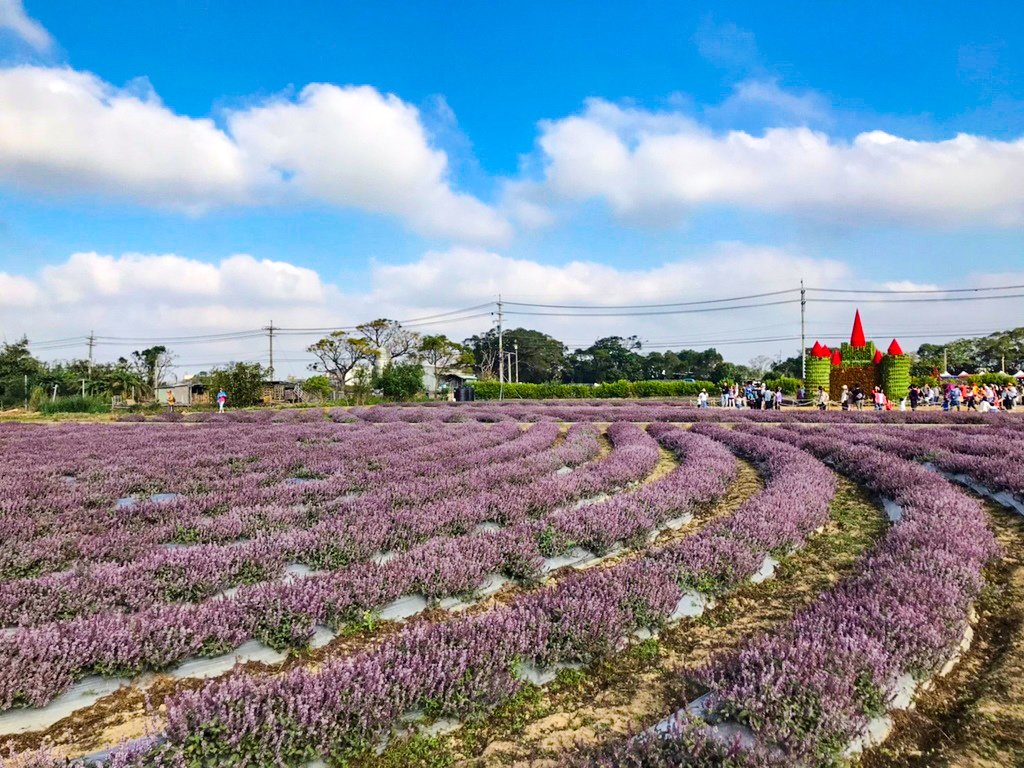 【桃園景點】2023關西仙草一分田‧仙草花節│楊梅仙草花節‧