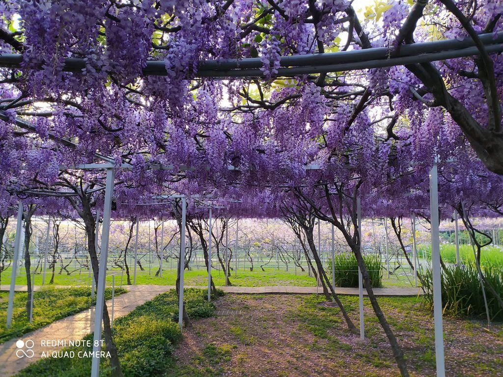 【新北景點】2024紫藤咖啡園二館水源園區‧紫藤瀑布之美│一