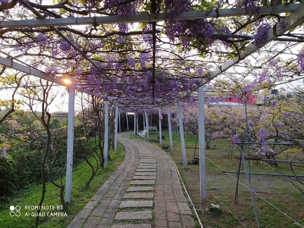 【新北景點】2024紫藤咖啡園二館水源園區‧紫藤瀑布之美│一