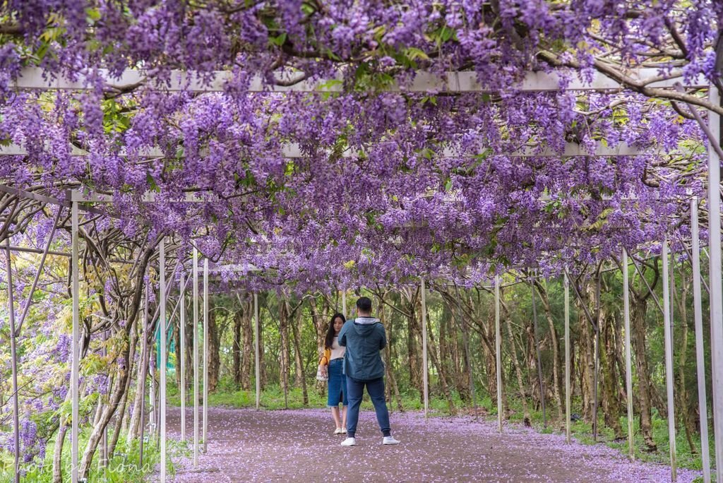 【新北景點】2024紫藤咖啡園二館水源園區‧紫藤瀑布之美│一