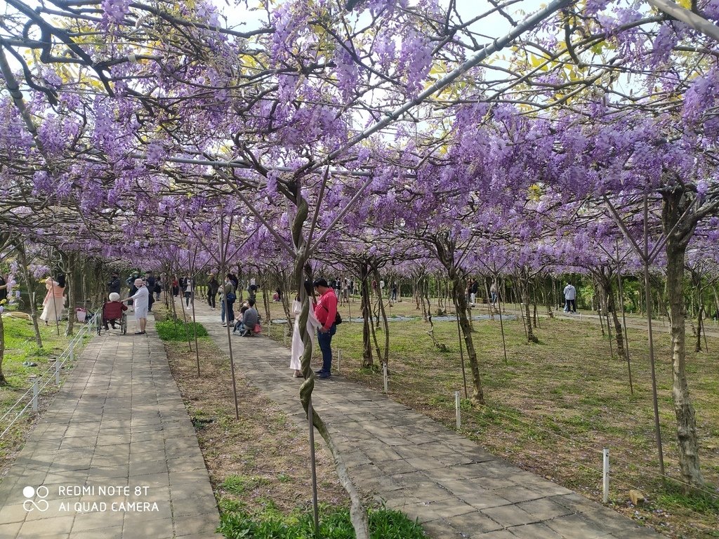 【新北景點】2024紫藤咖啡園二館水源園區‧紫藤瀑布之美│一