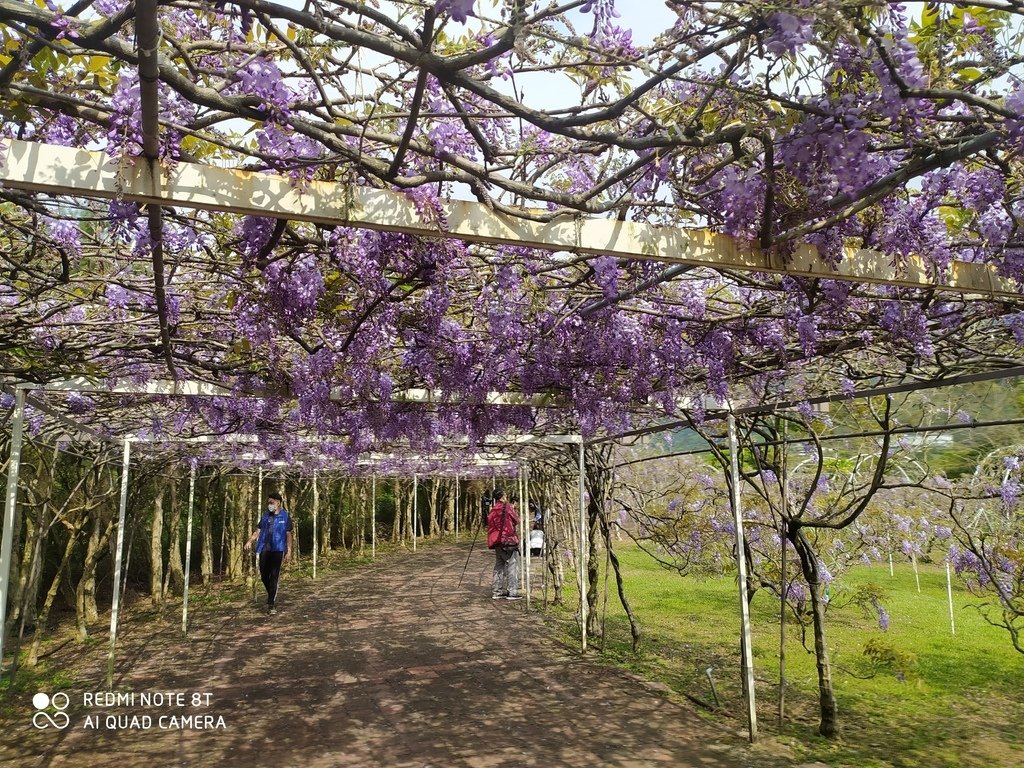 【新北景點】2024紫藤咖啡園二館水源園區‧紫藤瀑布之美│一