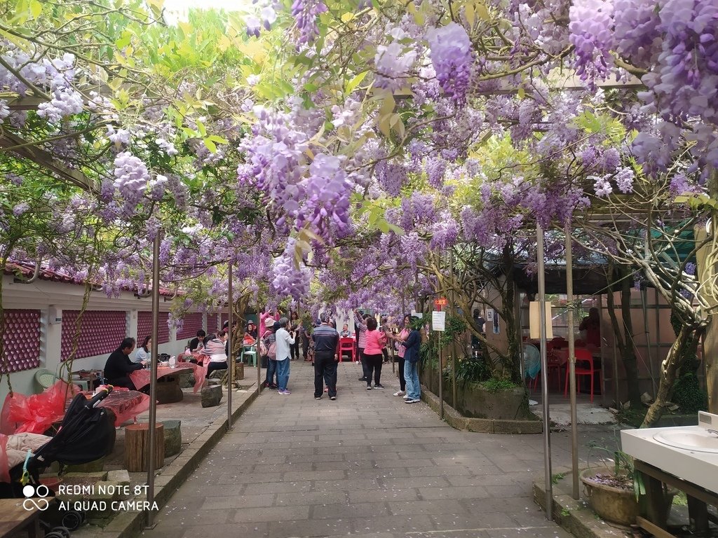 【台北景點】2024東方寺‧櫻花即時花況│非凡News金探號