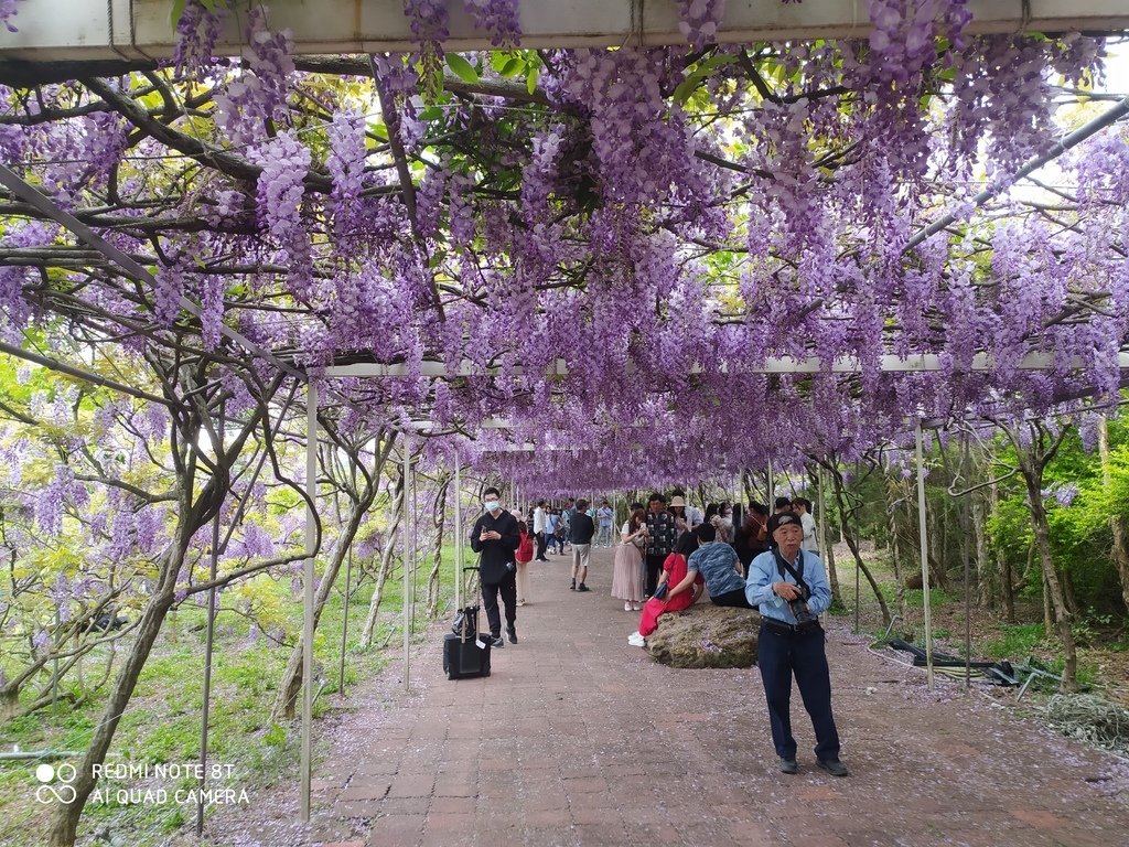 【新北景點】2024紫藤咖啡園二館水源園區‧紫藤瀑布之美│一