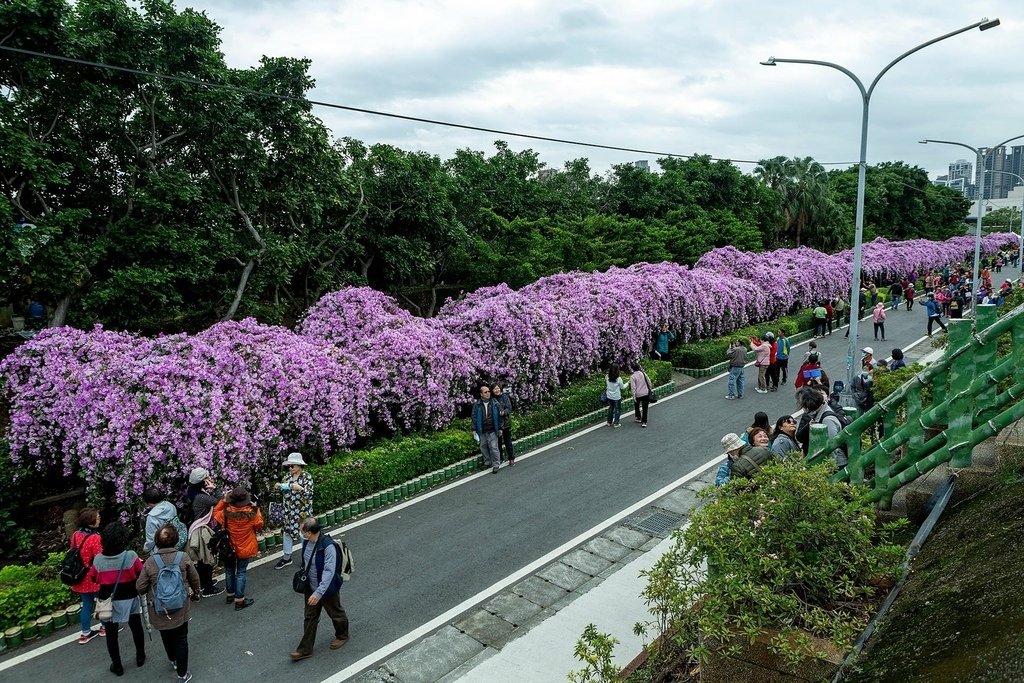 【新北景點】泰山楓樹河濱公園‧蒜香藤(紫鈴藤)盛開│紫色瀑布