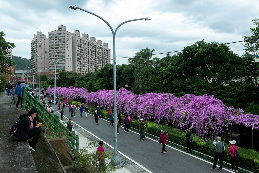 【新北景點】泰山楓樹河濱公園‧蒜香藤(紫鈴藤)盛開│紫色瀑布