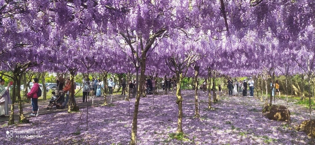 【新北景點】2024紫藤咖啡園二館水源園區‧紫藤瀑布之美│一