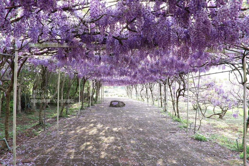 【新北景點】2024紫藤咖啡園二館水源園區‧紫藤瀑布之美│一