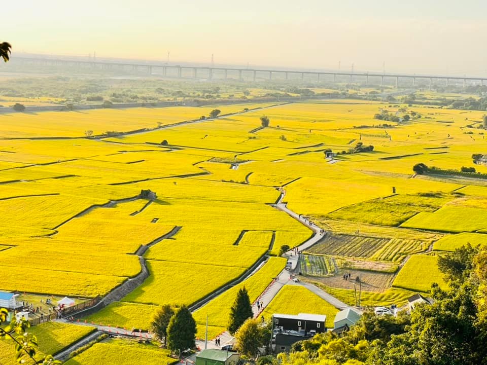 【台中景點】台中外埔忘憂谷‧大地拼布之金黃稻浪美景│季節限定