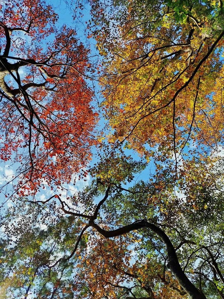 【新北景點】三峽雲森瀑布賞楓‧楓紅層層‧搭配絕美垂簾式瀑布│