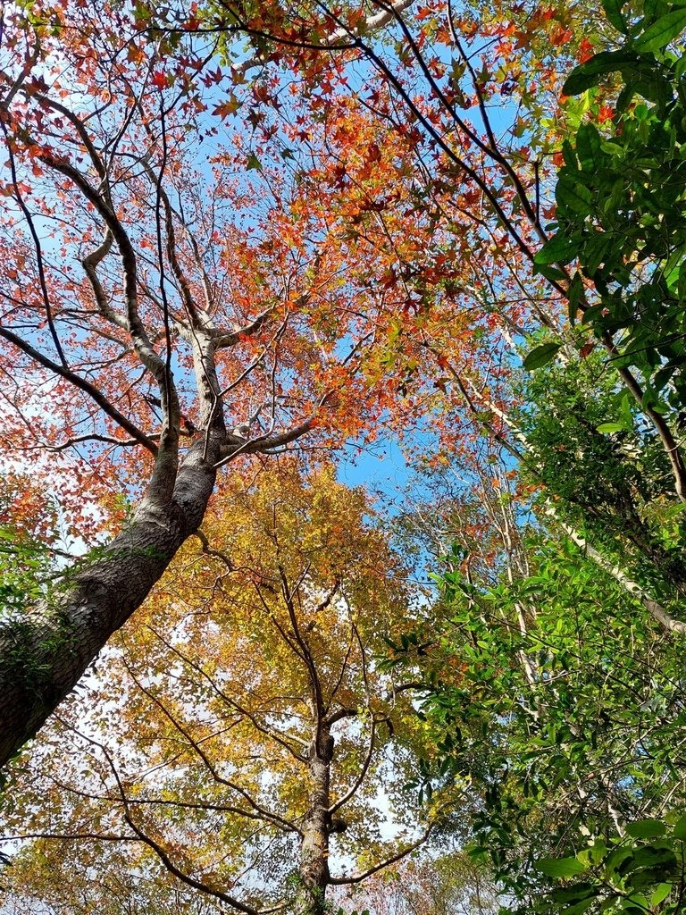 【新北景點】三峽雲森瀑布賞楓‧楓紅層層‧搭配絕美垂簾式瀑布│